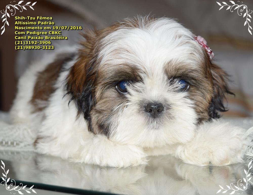 venda de filhote de shih tzu